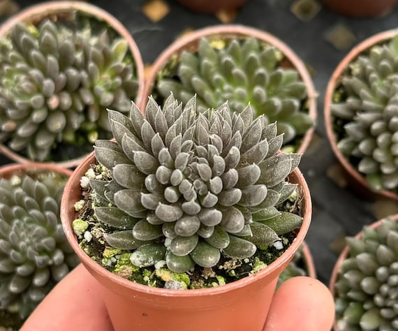 Black Sea Urchin, Sinocrassula Yunnanensis, Rare succulent in 2" pot
