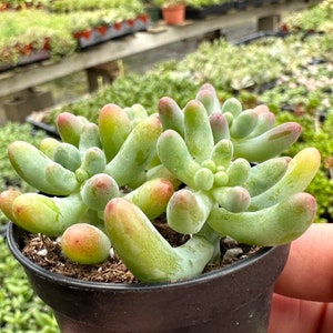 Jelly Beans, Sedum Pachyphyllum Rose, Live Succulent In 2, 4'' Pot image 4