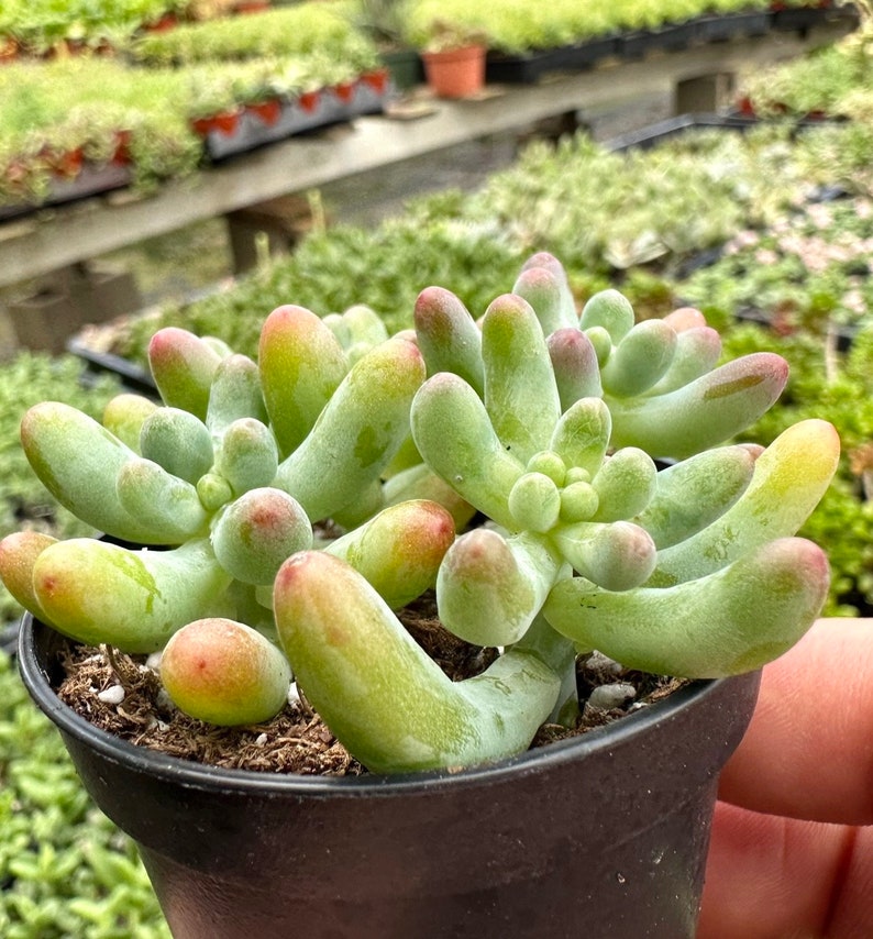 Jelly Beans, Sedum Pachyphyllum Rose, Live Succulent In 2, 4'' Pot image 4