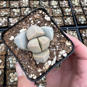 2 pot Lapidaria Margaretae, Karoo Rose, split rock plant image 4