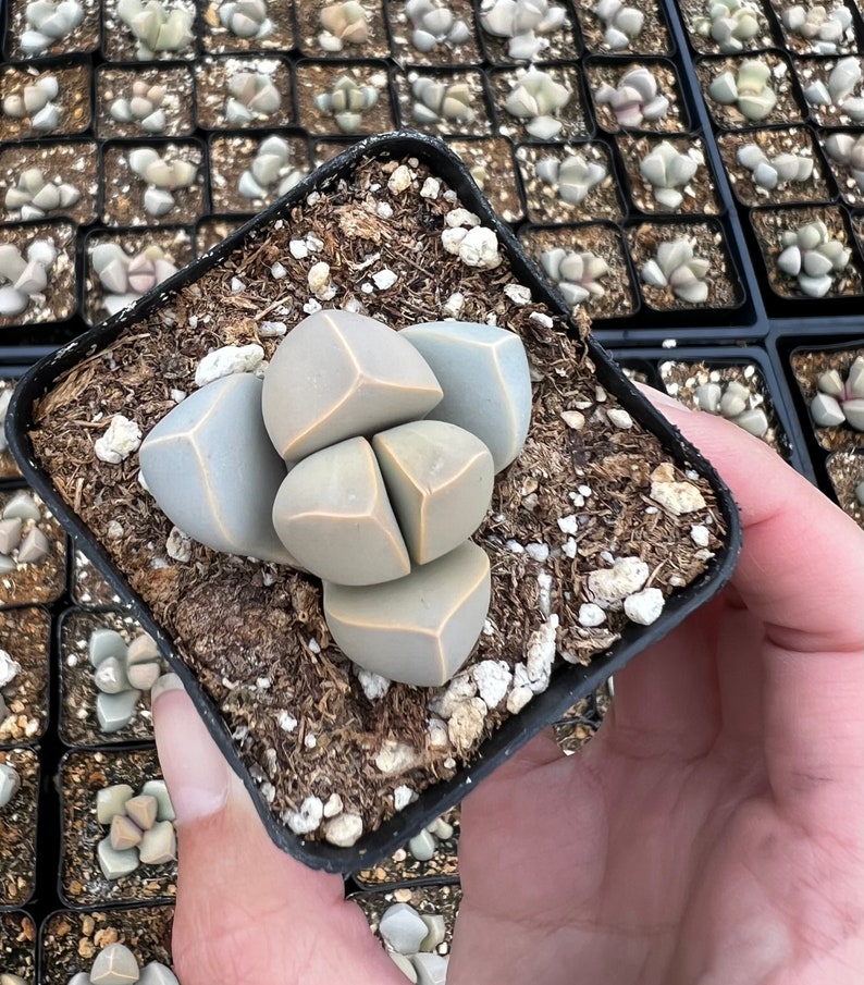 2 pot Lapidaria Margaretae, Karoo Rose, split rock plant image 4