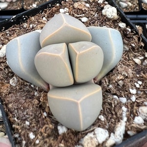 2 pot Lapidaria Margaretae, Karoo Rose, split rock plant image 1