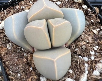 2” pot Lapidaria Margaretae, Karoo Rose, split rock plant