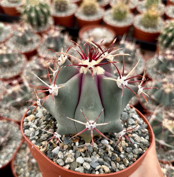 Townsend Barrel Cactus, Rare Cactus, Unique Plant in 3'', 6" pot - Etsy  sterreich