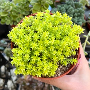 Sedum Tokyo Sun, Yellow Stonecrop, Rare Succulent, Live Plant in 2&quot;, 4&quot; pot