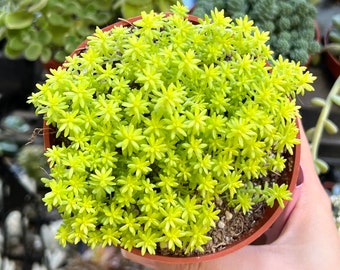 Sedum Tokyo Sun, Yellow Stonecrop, Rare Succulent, Live Plant in 2", 4" pot