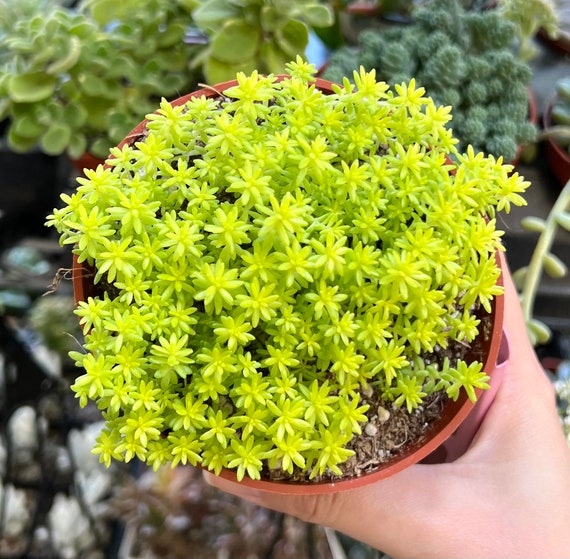 organic marigold seeds Buy Best Quality Marigold seeds Online main image 1