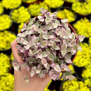 May include: A potted plant with small, light green leaves with pink edges. The leaves are clustered together in a dense, rounded shape.