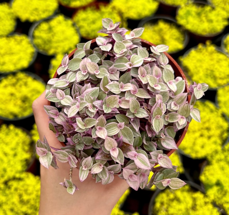 May include: A potted plant with small, light green leaves with pink edges. The leaves are clustered together in a dense, rounded shape.