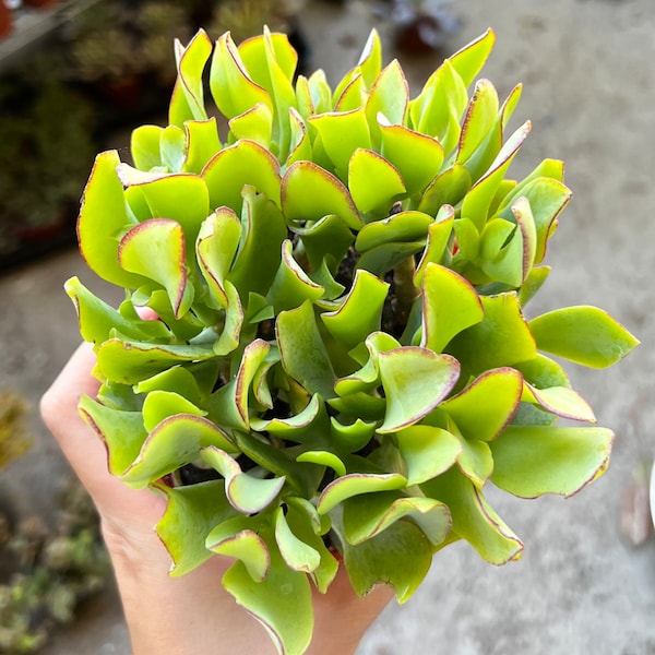 Ripple Jade, Silver Dollar Jade, Crassula Arborescens Undulatifolia, Wavy Plant in 4'' pot