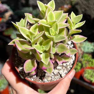 Variegated Baby Sun Rose, Ice Plant, Pink Succulent, Rare Plant in 2" Pot bild 6