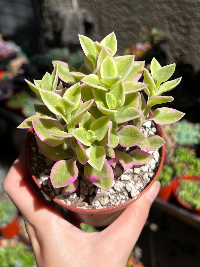 Variegated Baby Sun Rose, Ice Plant, Pink Succulent, Rare Plant in 2" Pot bild 6