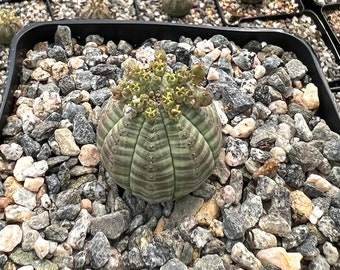 Euphorbia Obesa Hybrid, Baseball Plant,  Rare Cactus, Live Succulent in 3", 5'' pot