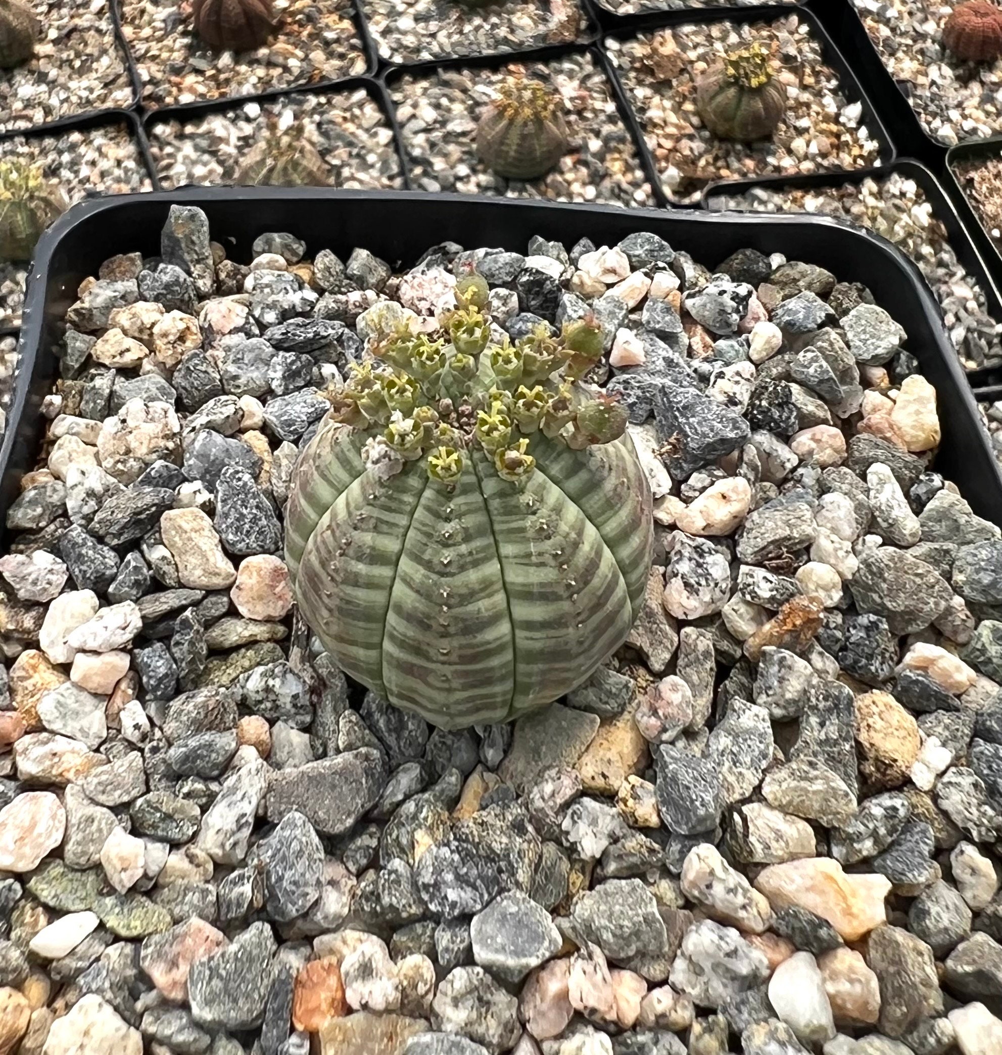 BE@RBRICK Euphorbia obesa 100％ & 400％ BE@RBRICK Euphorbia