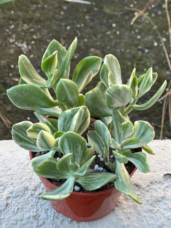 Buy Variegated Jade Plant, Tri Color Jade, Crassula Ovata, Friendship Tree,  Small Succulent, Rooted Succulent, Live Plant in 2'', 4'' Pot Online in  India - Etsy