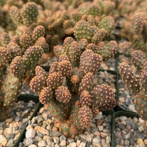 Mini Cinnamon Cactus, Opuntia Rufida Minima, Rare Cactus, Small Succulent, Live Plant in 2'', 4" pot