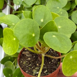 May include: A close-up of a Pilea peperomioides plant, also known as a Chinese money plant, in a small terracotta pot. The plant features vibrant, round, green leaves with a lighter center. The pot contains dark soil and the plant's stems are visible.