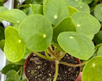 Chinese Money Plant, Pilea Peperomioides, Live Houseplant in 2.5" pot