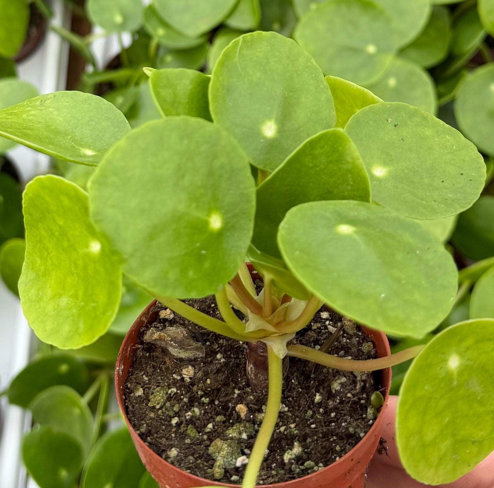 godzilla plant Bucephalandra Godzilla (Bucephalandra sp. 'Godzilla')
