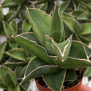 May include: A close-up of a potted Sansevieria plant, also known as a snake plant. The plant has dark green, sword-shaped leaves with white and reddish-brown edges. The plant is in a small, brown plastic pot.
