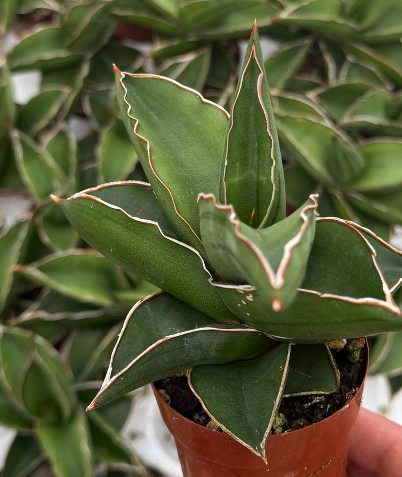 May include: A close-up of a potted Sansevieria plant, also known as a snake plant. The plant has dark green, sword-shaped leaves with white and reddish-brown edges. The plant is in a small, brown plastic pot.
