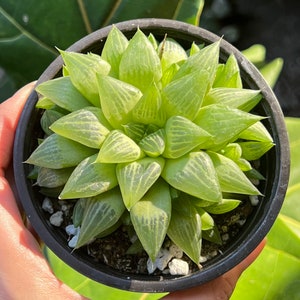 Haworthia Retusa with Pups, Live Plant, Small Succulent in 2&quot;, 4&quot; pot