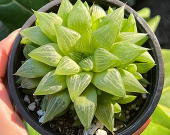 Haworthia retusa con hijuelos, planta viva, suculenta pequeña en maceta de 5 x 10 cm