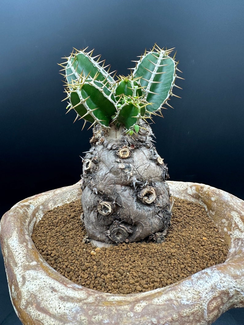Euphorbia Mlanjeana, Exotic Rare Plant, Unique Plant Collection, Ship in Bare Root image 5