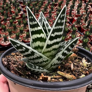 May include: A small, potted succulent with green and white striped leaves. The plant is in a brown pot with a black rim.