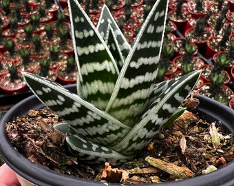 Tiger Aloe, Aloe Variegata, Rare Succulent, Live Plant in 4'' pot