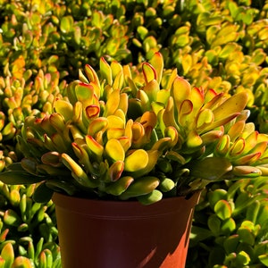 ET&#39;s Fingers, Crassula Ovata, Jade Plant, Variegated Succulent, Live Houseplant in 4&quot;, 6&quot; pot