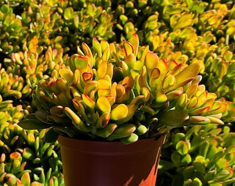 ET's Fingers, Crassula Ovata, Jade Plant, Variegated Succulent, Live Houseplant in 4", 6" pot
