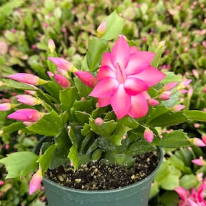 Christmas Cactus, Flowering House Plant in 2&quot;, 4&quot;, 6&quot; pot