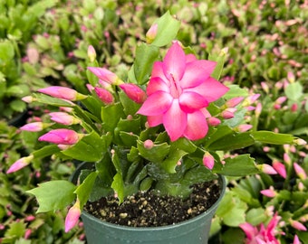 Christmas Cactus, Flowering House Plant in 2", 4", 6" pot