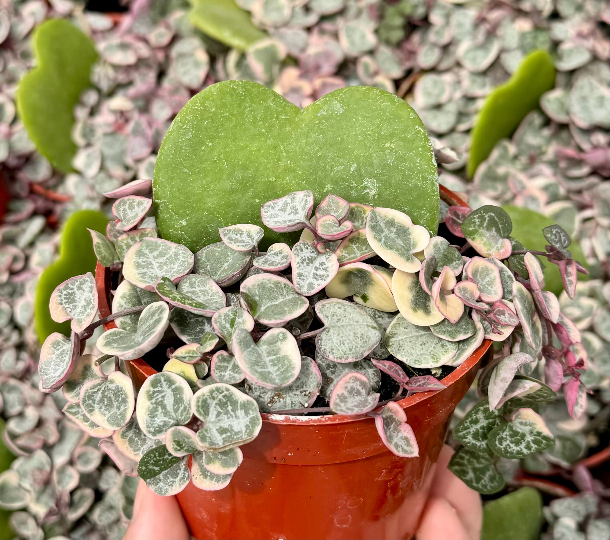 Variegated String of Hearts/vsoh/ceropegia Woodii, Valentines Gift