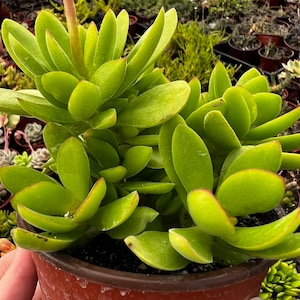 May include: A close-up of a vibrant green succulent plant with thick, oval-shaped leaves. The leaves have reddish edges and are densely packed together. The plant is in a brown plastic pot, showcasing a healthy, thriving specimen. The background shows other plants.