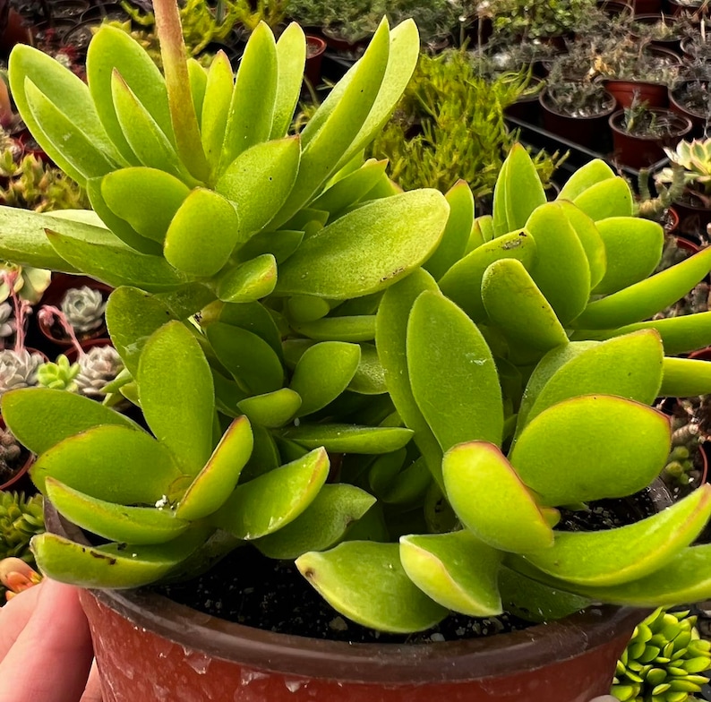 May include: A close-up of a vibrant green succulent plant with thick, oval-shaped leaves. The leaves have reddish edges and are densely packed together. The plant is in a brown plastic pot, showcasing a healthy, thriving specimen. The background shows other plants.
