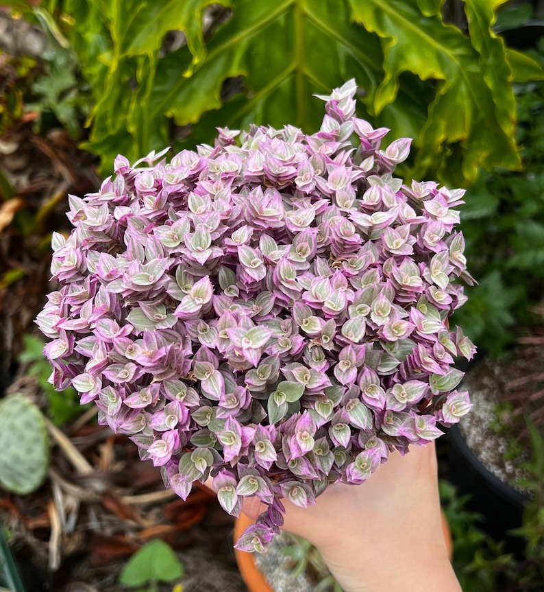 May include: A close-up of a pink and green succulent plant with small, delicate leaves. The plant is being held in a person's hand.