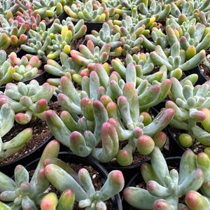 Jelly Beans, Sedum Pachyphyllum Rose, Live Succulent In 2, 4'' Pot image 10