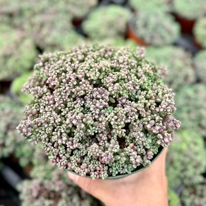 Sedum Dasyphyllum, Sedum Minor, Small Succulent, Live Plant in 2'', 4'', 6 pot image 3