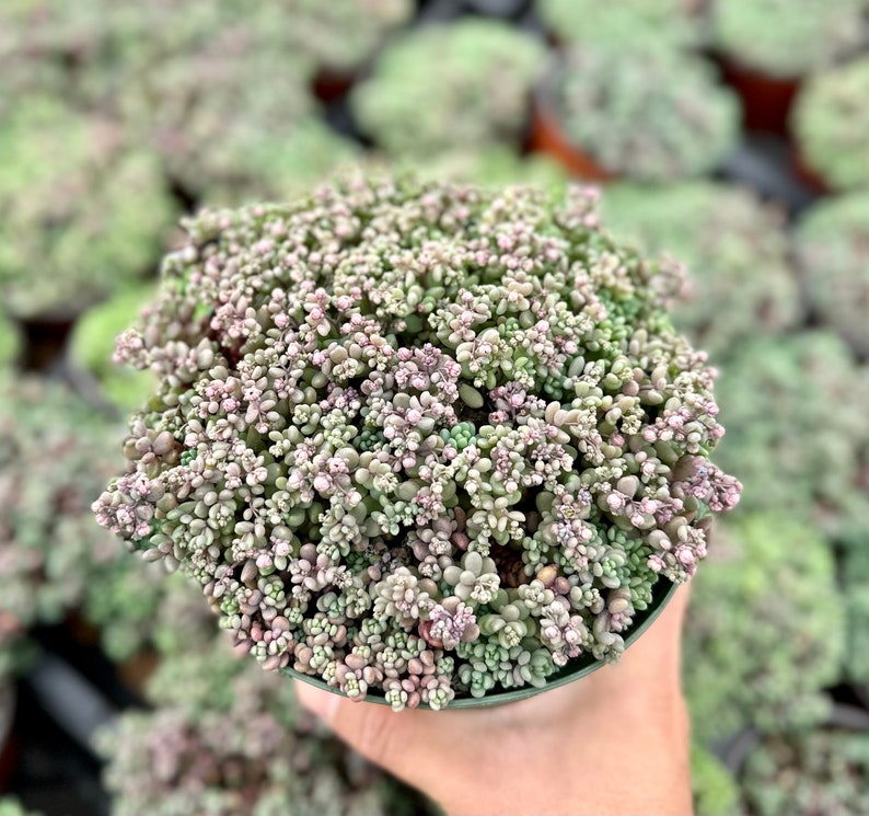 Sedum Dasyphyllum, Sedum Minor, Small Succulent, Live Plant in 2'', 4'', 6 pot image 3