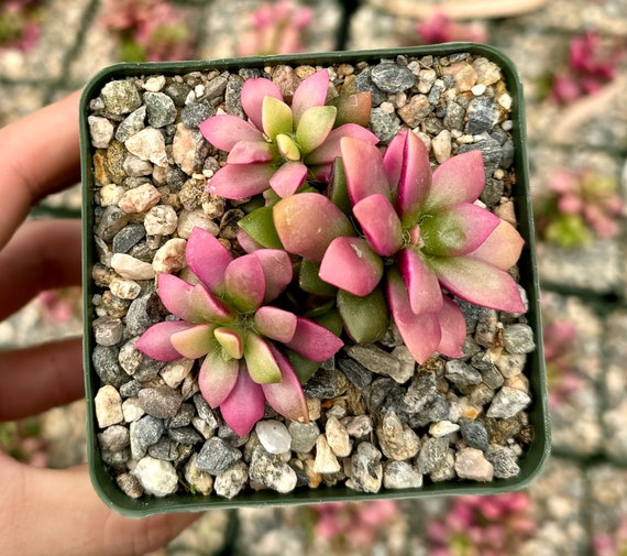 succulent plant vases Small Long Rectangular Succulent and Small Plant Pot main image 0