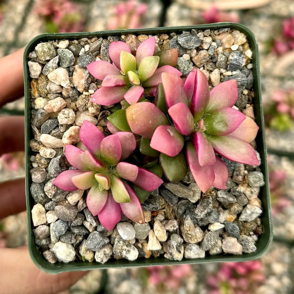 Sunrise, Variegated Succulent, Pink Plant in 2", 4" pot