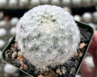 Mammillaria Plumosa Feather Cactus, White Furry Cactus Rare Cactus in 3.5" pot