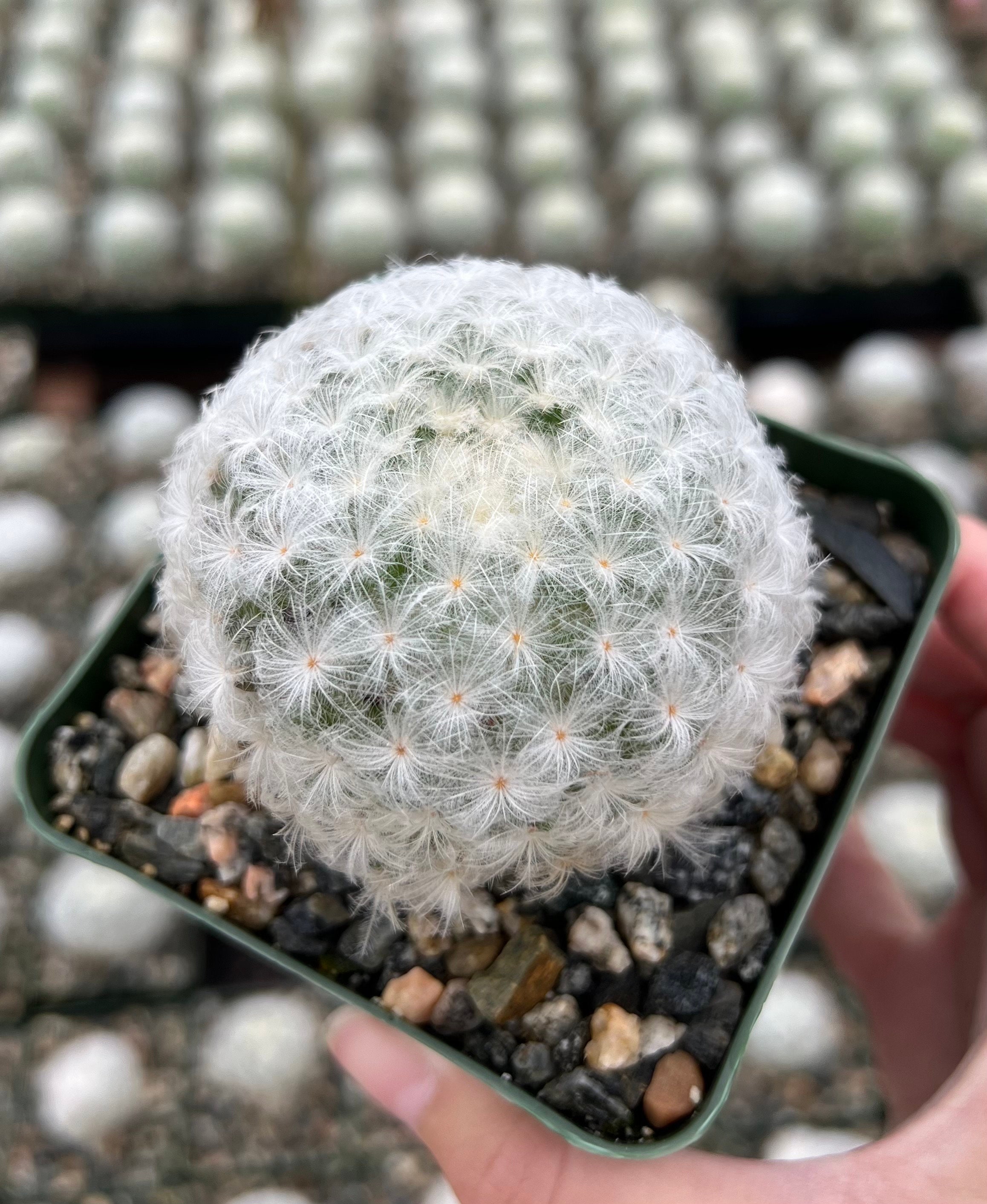 Mammillaria Plumosa Feather Cactus, White Furry Cactus Rare Cactus in 3.5"  Pot - Etsy
