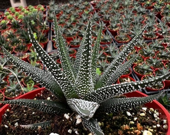 Haworthia Fasciata Cape Town, Rare Succulent, Live Plant in 4'' pot, Indoor Low light