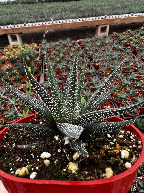 Haworthia Fasciata Cape Town, Rare Succulent, Live Plant in 4'' pot, Indoor  Low light