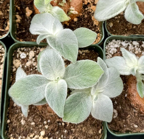 White-haired Sinningia, Sinningia Leucotricha, Caudex Plant, Rare