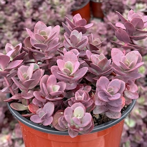 Cherry Tart, Sunsparkler Sedum, Purple Succulent, Live Plant in 4&quot;, 6&quot; pot