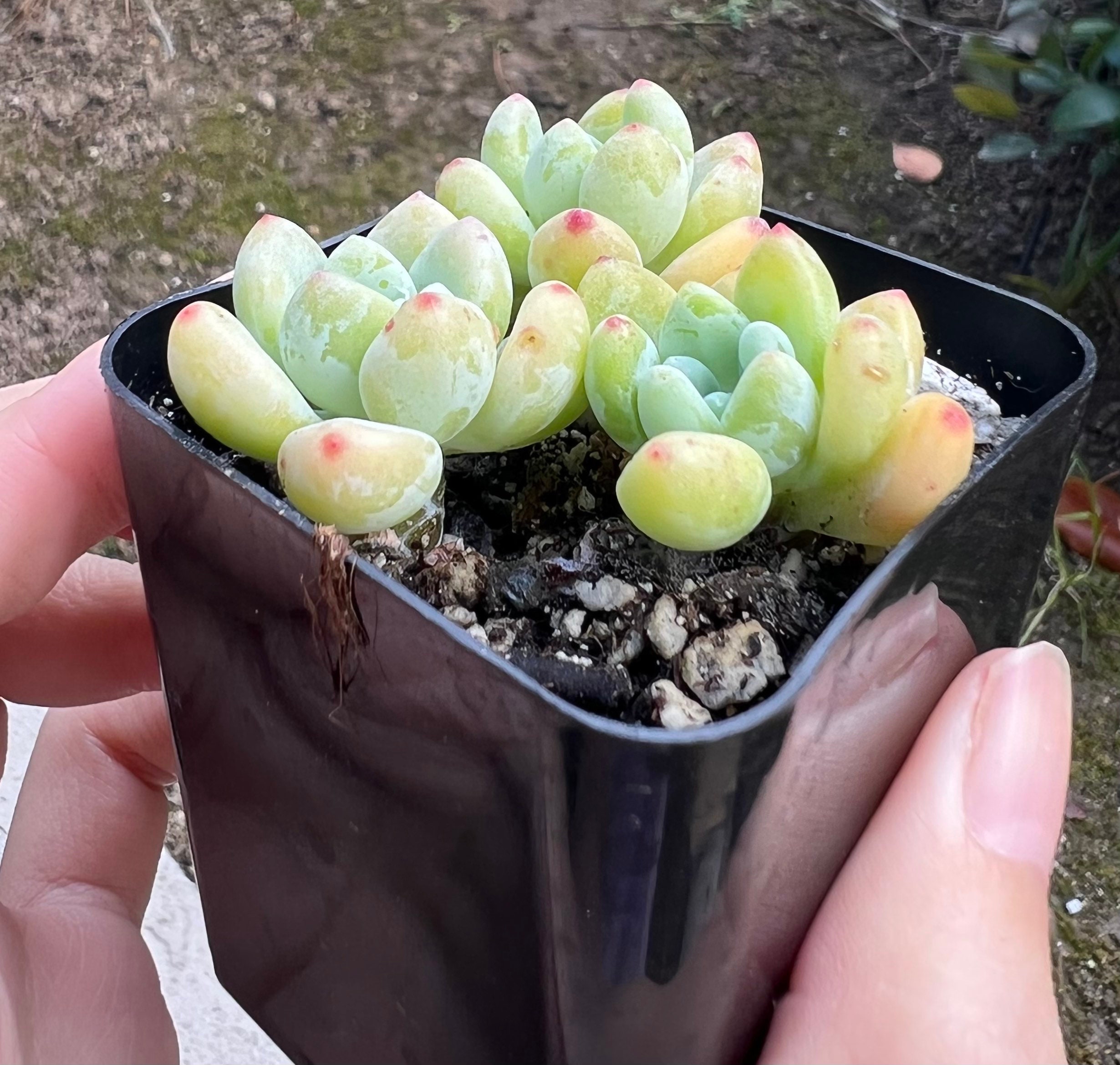 Sedum Clavatum, Garganta de Tiscalatengo, Suculenta Floral, Planta de  Jardín de Rocas, Planta Viva en maceta de 2,5'' - Etsy México, image size:2460x2341